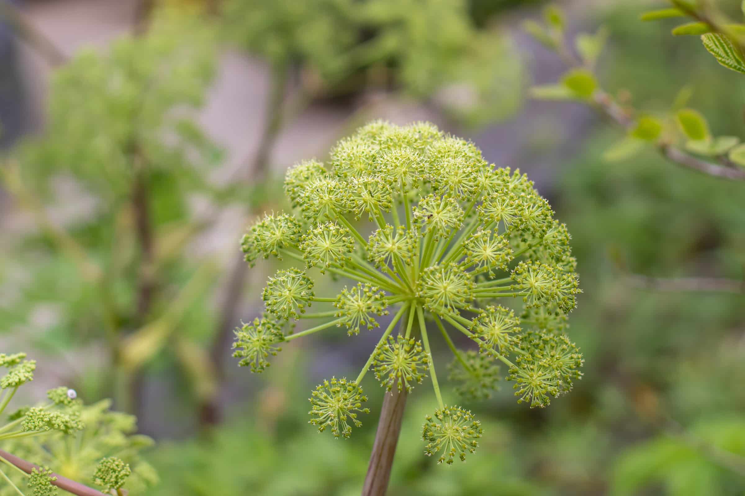 Frische Angelikawurzel der Echten Engelwurz