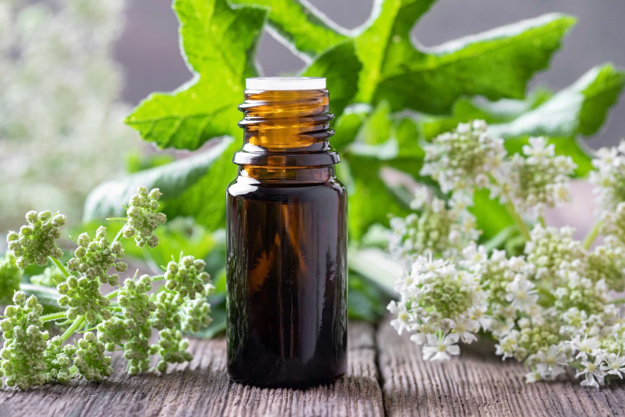 Angelikawurzel und bittere Kräuter für die Verdauung