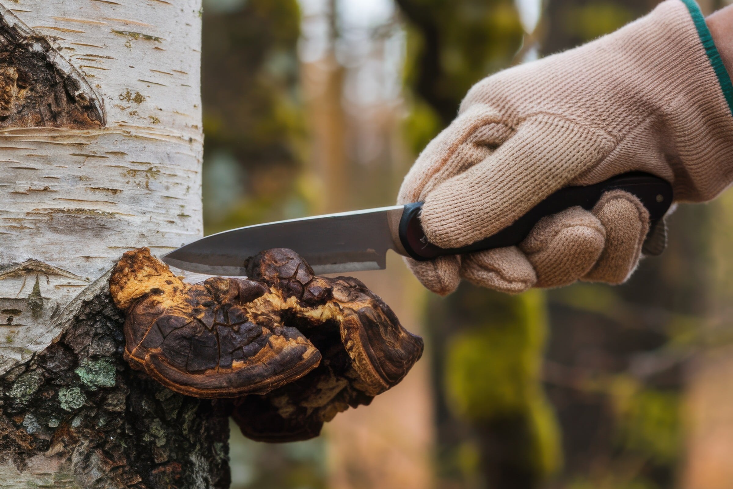 Chaga Pilz Pulver für die Anwendung