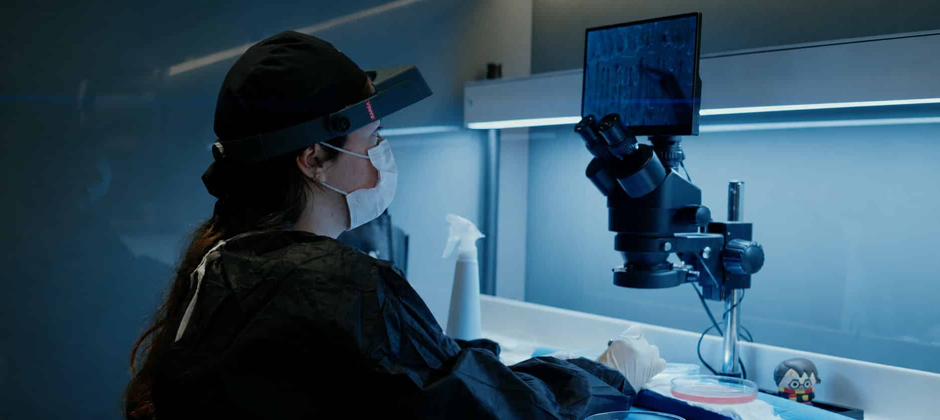 Medizinische Fachkraft bereitet Haarwurzeln unter dem Mikroskop auf