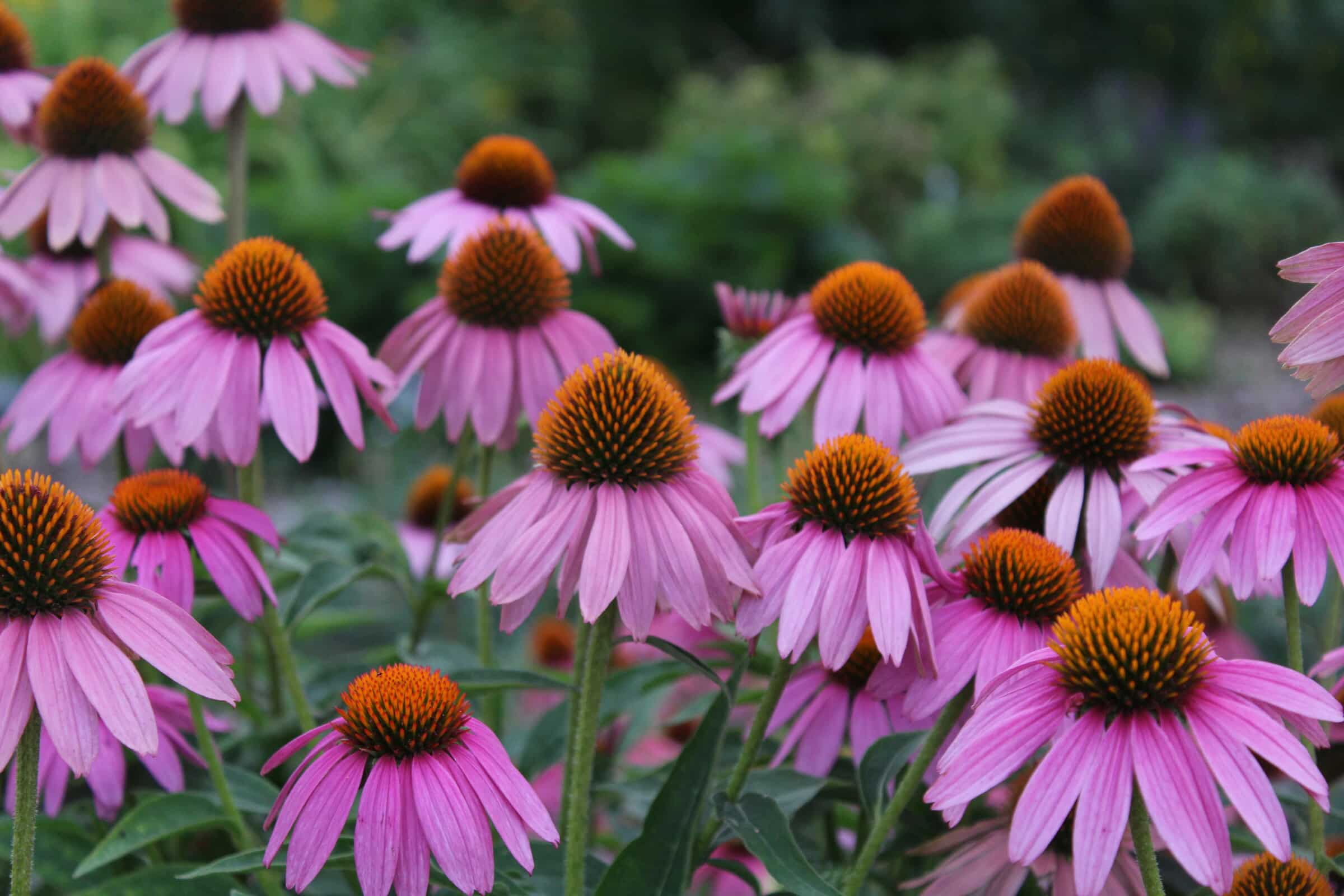 Echinacea Tee und Kräuterzubereitung