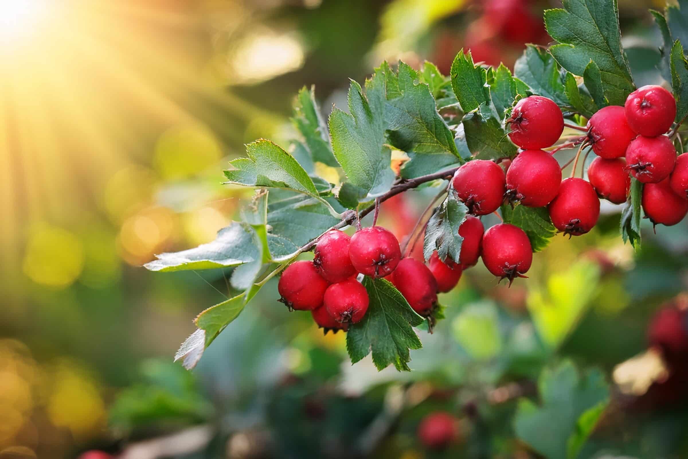 Weißdorn Beeren am Strauch