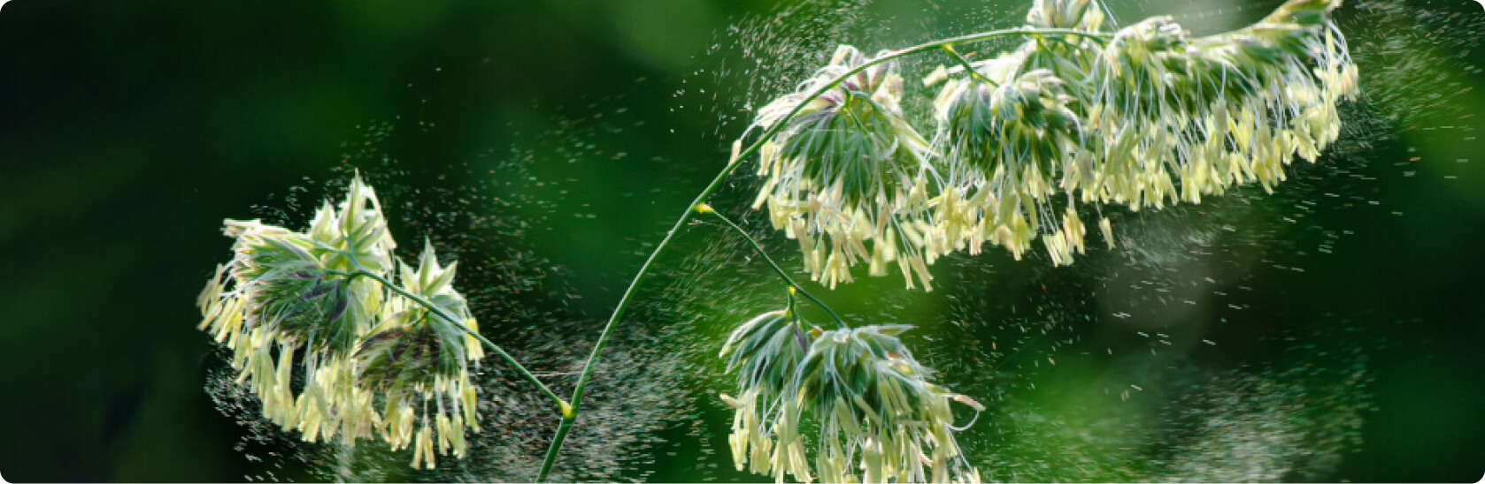 Heuschnupfen - Was sind die bekanntesten Pollenarten?