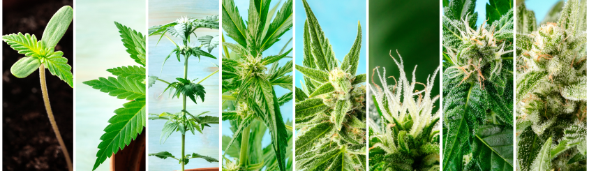 Cannabis - Wie wirkt Cannabis?