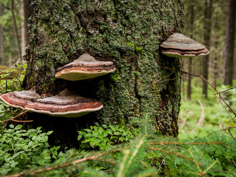 Chaga Pilz