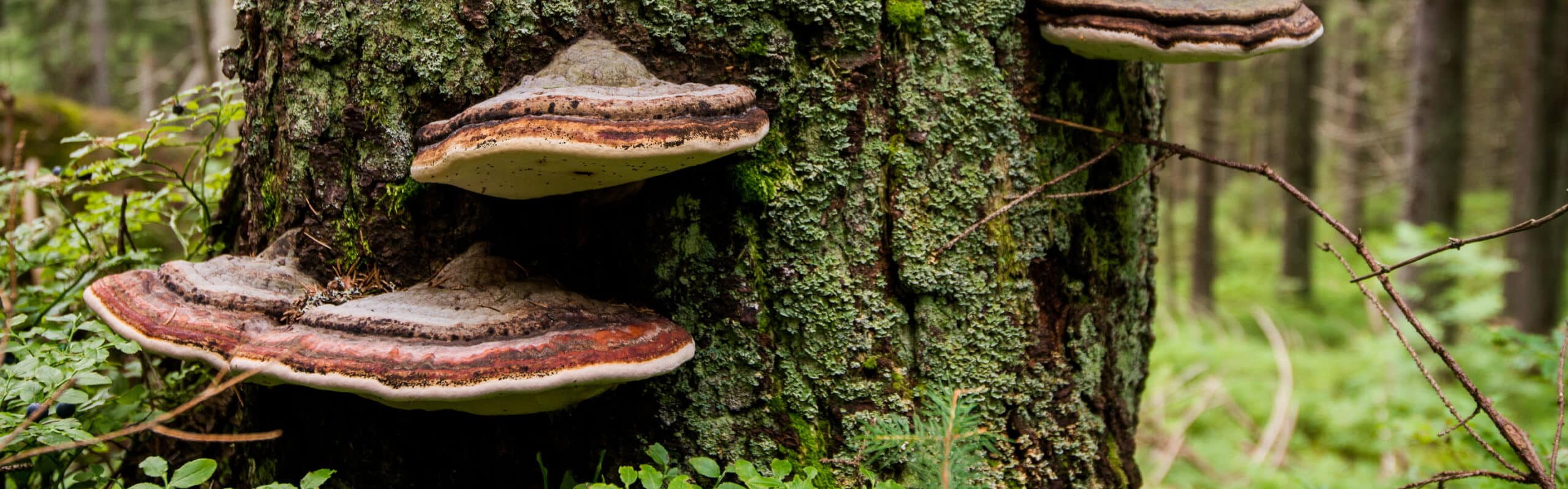 Chaga Pilz